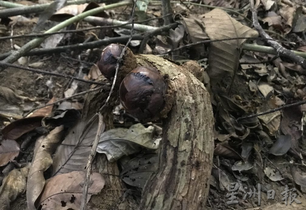 登山寻大王花 遇突发性山洪 有惊无险