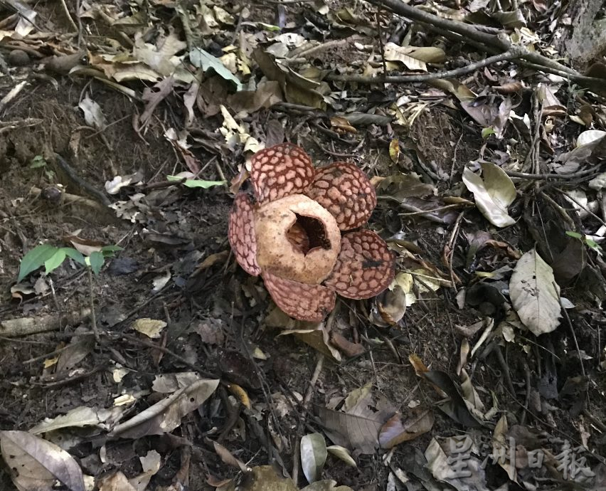 登山寻大王花 遇突发性山洪 有惊无险