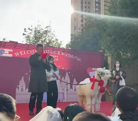 **看世界（只供网）**幼儿园办羊驼婚礼该不该收礼金？家长议论不休