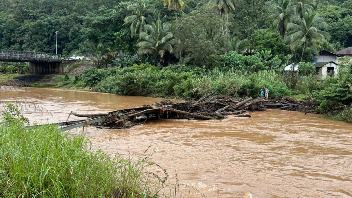 第二波大雨冲刷,林明河废弃旧桥再次堆积大量树枝恐引发水灾。