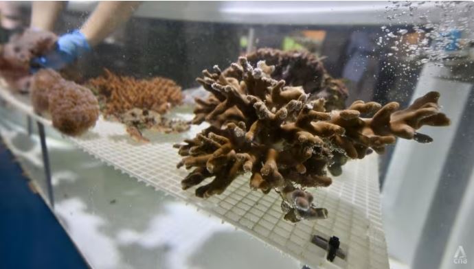 绿量∕水箱里搭「组屋」培育 新加坡推10万珊瑚养殖计划