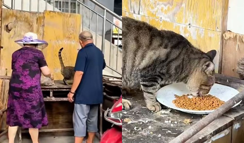视频|中国老夫妻用退休金 10余年救助流浪猫狗