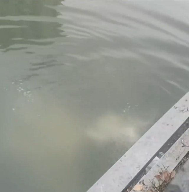 视频|往河里“放生”大米“做好事”？　真相让人感动