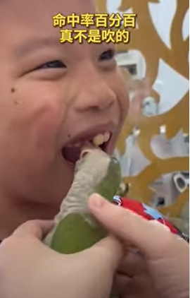 视频|网传鹦鹉拔牙动作快而准 专家:提防不明细菌不可取