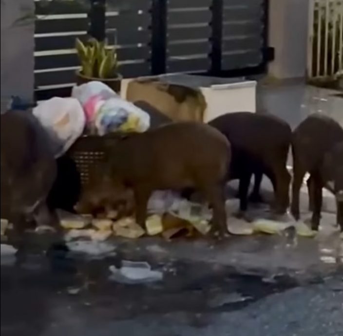 野生动物频繁出没 斯里鹅唛花园成“迷你动物园”
