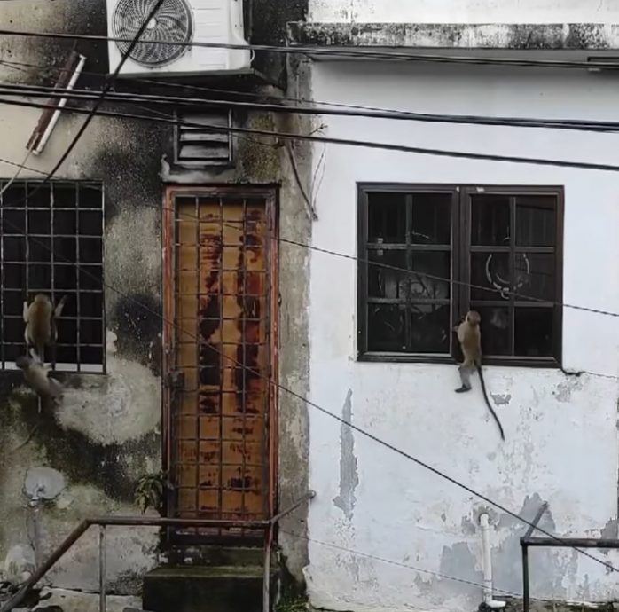 野生动物频繁出没 斯里鹅唛花园成“迷你动物园”