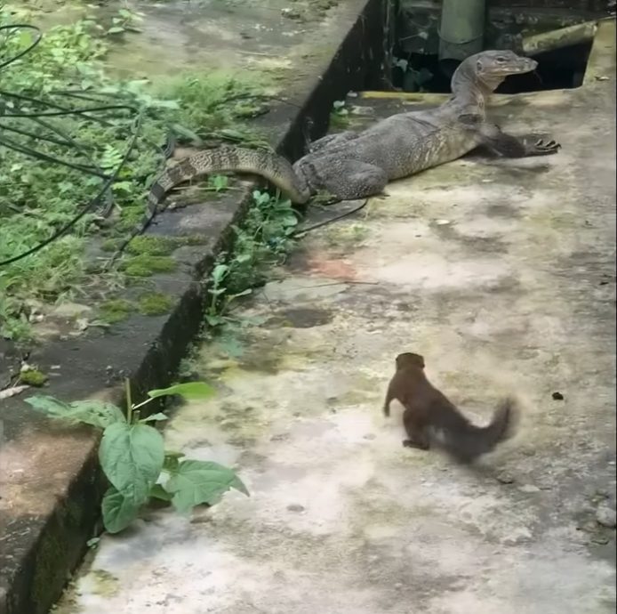 野生动物频繁出没 斯里鹅唛花园成“迷你动物园”