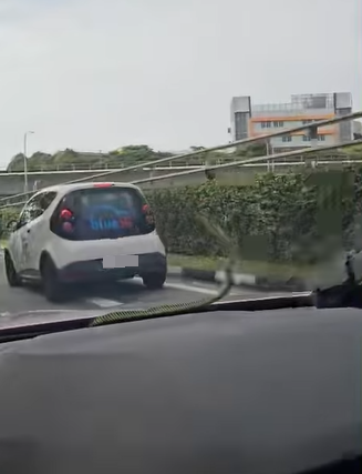 驾车惊见“飞天毒蛇” 车主尖叫连连 网民笑称“提早拜年”