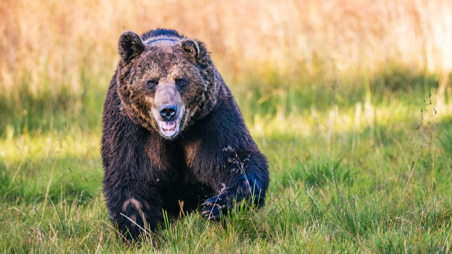 黑熊入屋伤人 丈夫勇斗持斧杀熊救妻