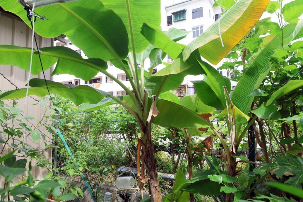 (11/12见报)大都会/绿意盎然-沙登再也PKNS组屋佳蒂楼社区菜园/多图