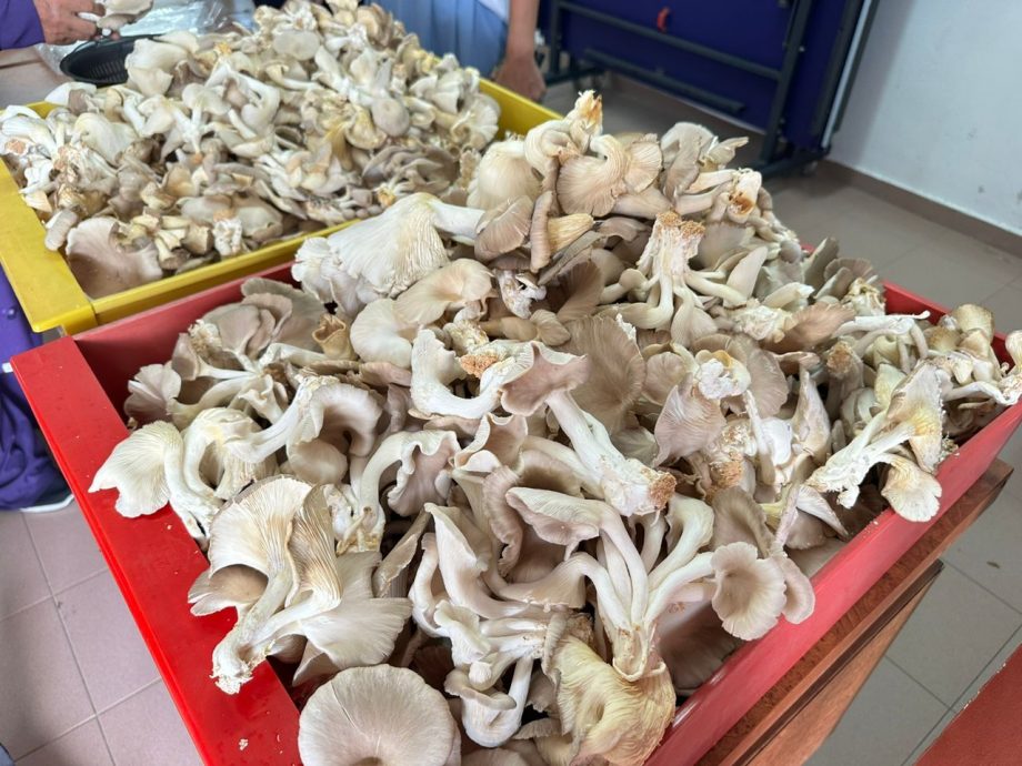 (古城封面主文)甘榜加兰班让乡委会种菇养会