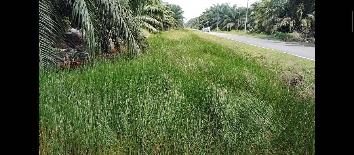 果园淹水约2个月 数十小园主盼当局快清沟