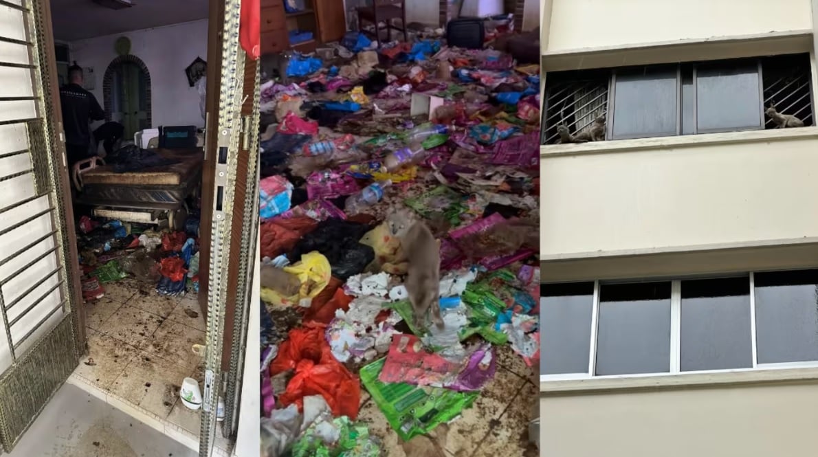(已签发)柔:狮城二三事:19只弃养猫死了五只 屋内屎尿满地屋主失联