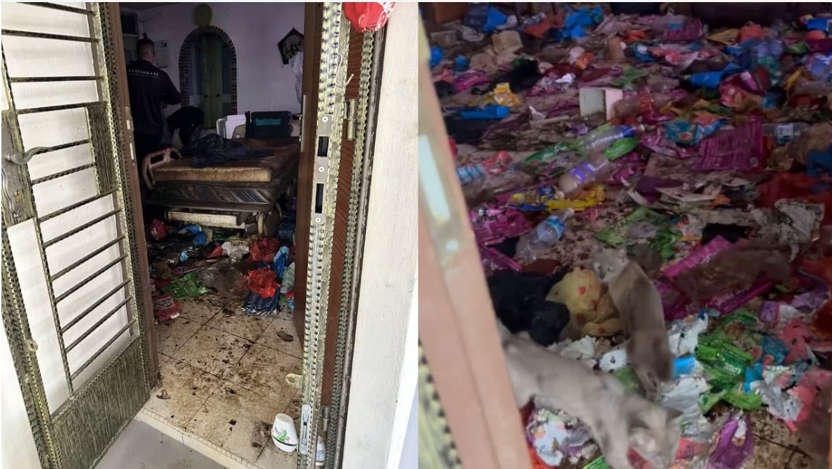 (已签发)柔:狮城二三事:19只弃养猫死了五只 屋内屎尿满地屋主失联