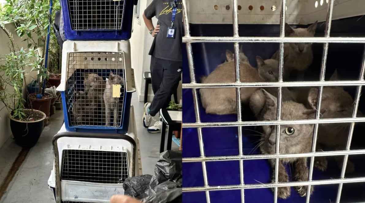 (已签发)柔:狮城二三事:19只弃养猫死了五只 屋内屎尿满地屋主失联