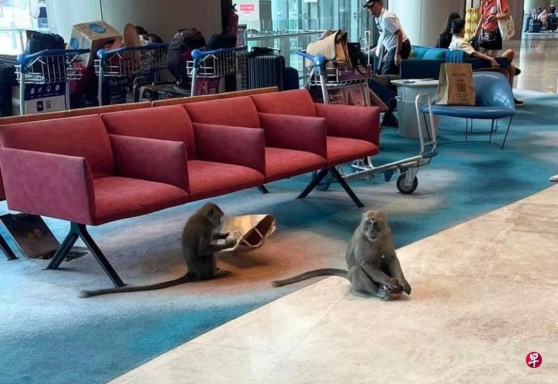 (已签发)柔:狮城二三事:猕猴也要check in? 樟宜机场现猴踪