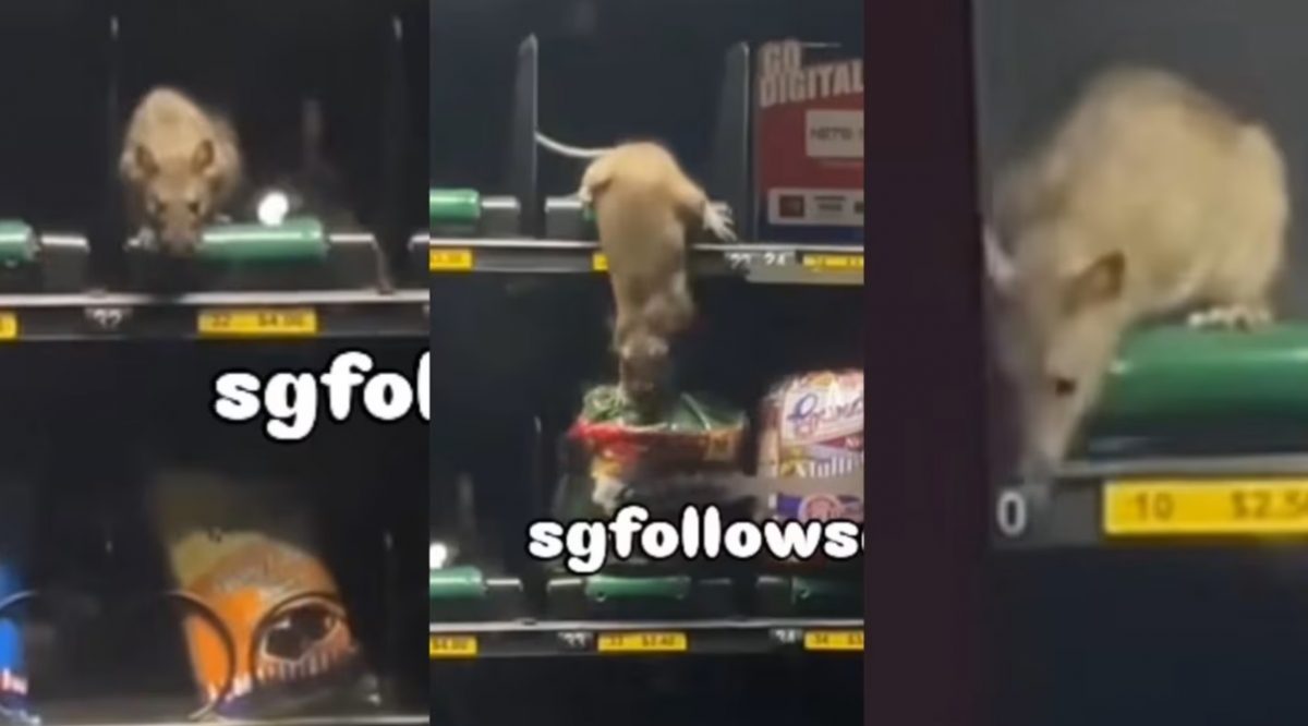 (已签发)柔:狮城二三事:老鼠在自动贩卖机里乱窜 业者:已为贩卖机消毒