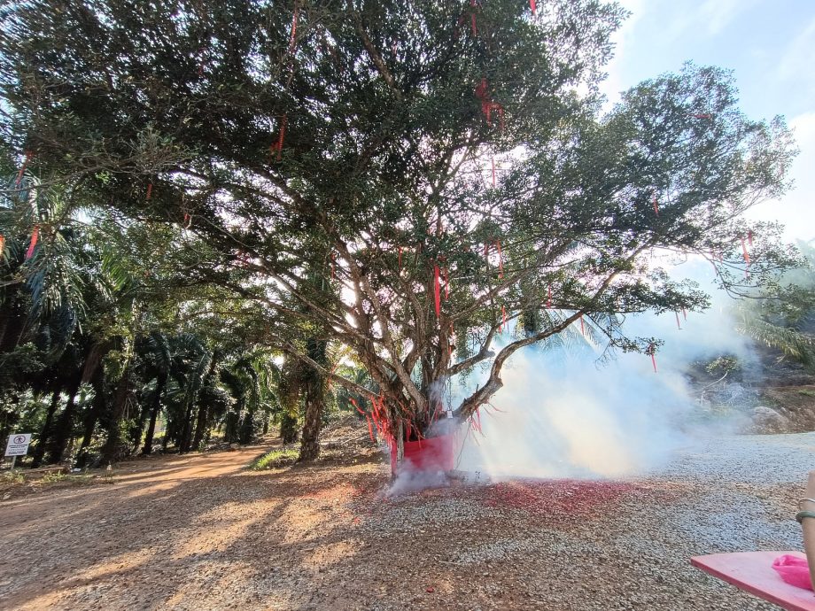 NS主文/金光寺布置许愿树,欢迎民众新年前往拈香打卡