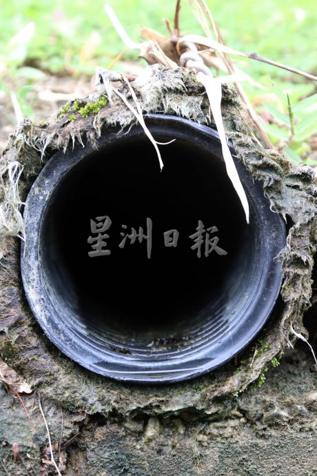 罗白广场启用不到一年,积水成患 树木枯死