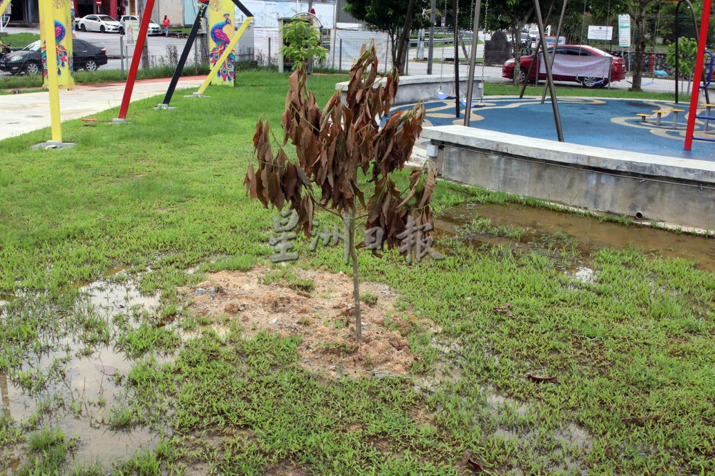 罗白广场启用不到一年,积水成患 树木枯死