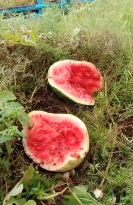 NS马口/猴子大闹弄边中山华小校园 掰开西瓜大快朵颐