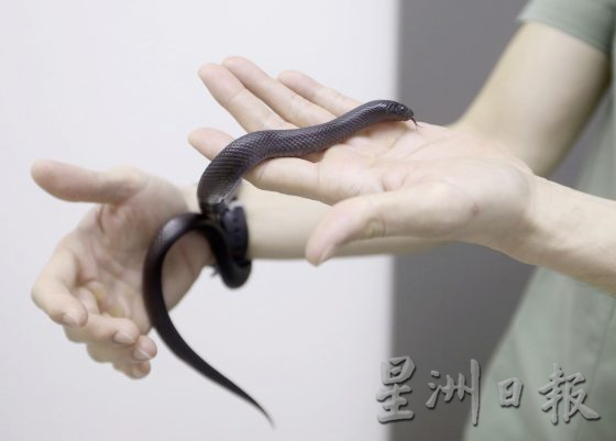 【与蛇同行／02】宠物蛇生病了，看异宠兽医如何诊治！──兽医黄立凯