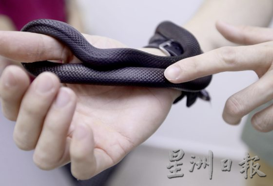 【与蛇同行／02】宠物蛇生病了，看异宠兽医如何诊治！──兽医黄立凯