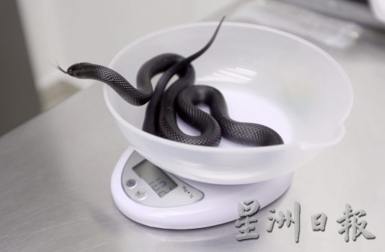 【与蛇同行／02】宠物蛇生病了，看异宠兽医如何诊治！──兽医黄立凯