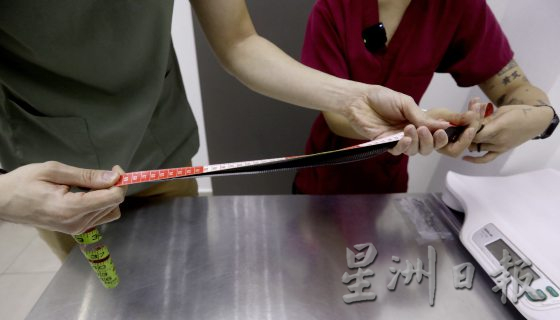 【与蛇同行／02】宠物蛇生病了，看异宠兽医如何诊治！──兽医黄立凯