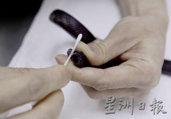 【与蛇同行／02】宠物蛇生病了，看异宠兽医如何诊治！──兽医黄立凯