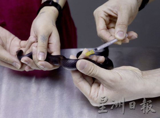 【与蛇同行／02】宠物蛇生病了，看异宠兽医如何诊治！──兽医黄立凯