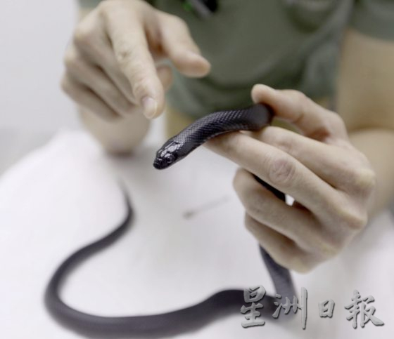 【与蛇同行／02】宠物蛇生病了，看异宠兽医如何诊治！──兽医黄立凯