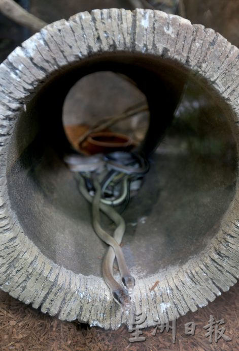 【灵蛇迎春】︱打扪迷失乐园传递护生教育 为蛇建造安全家园
