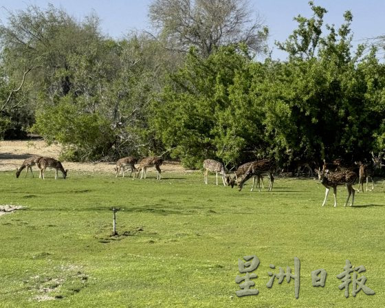 【迪拜】搭乘名胜世界邮轮,3航线探索阿拉伯湾风情