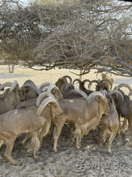 【迪拜】搭乘名胜世界邮轮,3航线探索阿拉伯湾风情