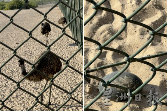 【迪拜】搭乘名胜世界邮轮,3航线探索阿拉伯湾风情