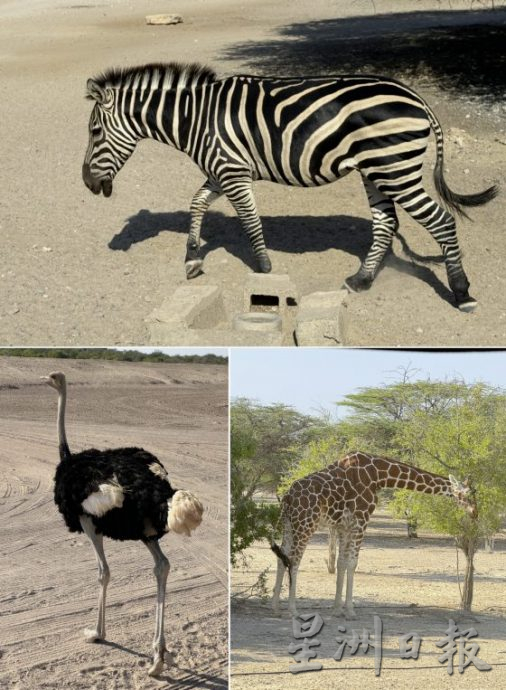 【迪拜】搭乘名胜世界邮轮,3航线探索阿拉伯湾风情