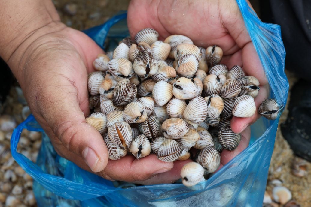 东：登州渔业局提醒民众，在未确认蚶是否含有毒素之前，切勿食用在龙运苏拉海滩被大浪冲上岸的蚶。