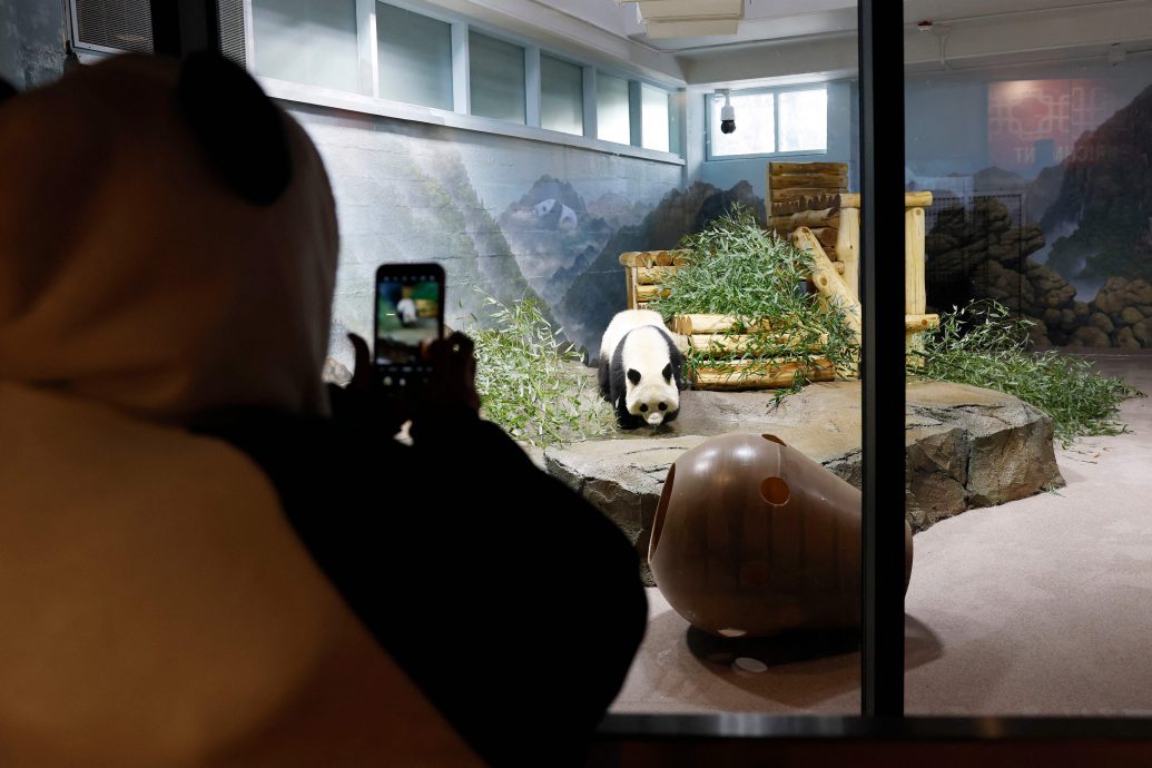 中国猫熊外交再出击 宝力、青宝现身华府动物园