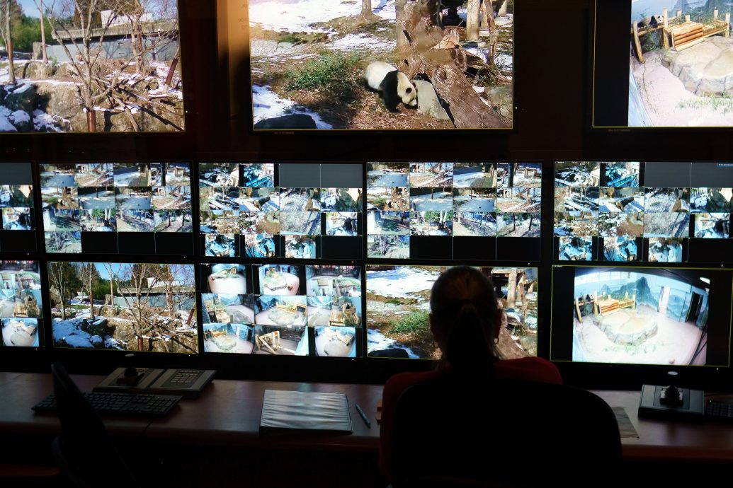 中国猫熊外交再出击 宝力、青宝现身华府动物园