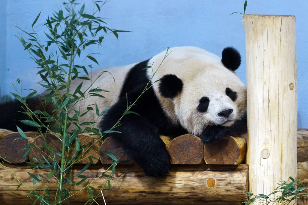 中国猫熊外交再出击 宝力、青宝现身华府动物园