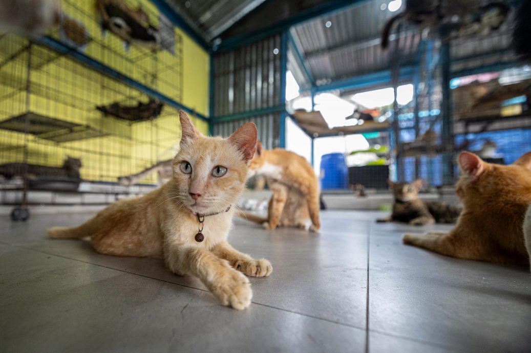 从抗拒到热爱 收养逾150只 退休夫妻成流浪猫守护者