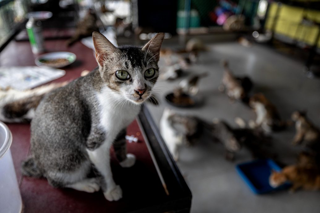 从抗拒到热爱 收养逾150只 退休夫妻成流浪猫守护者