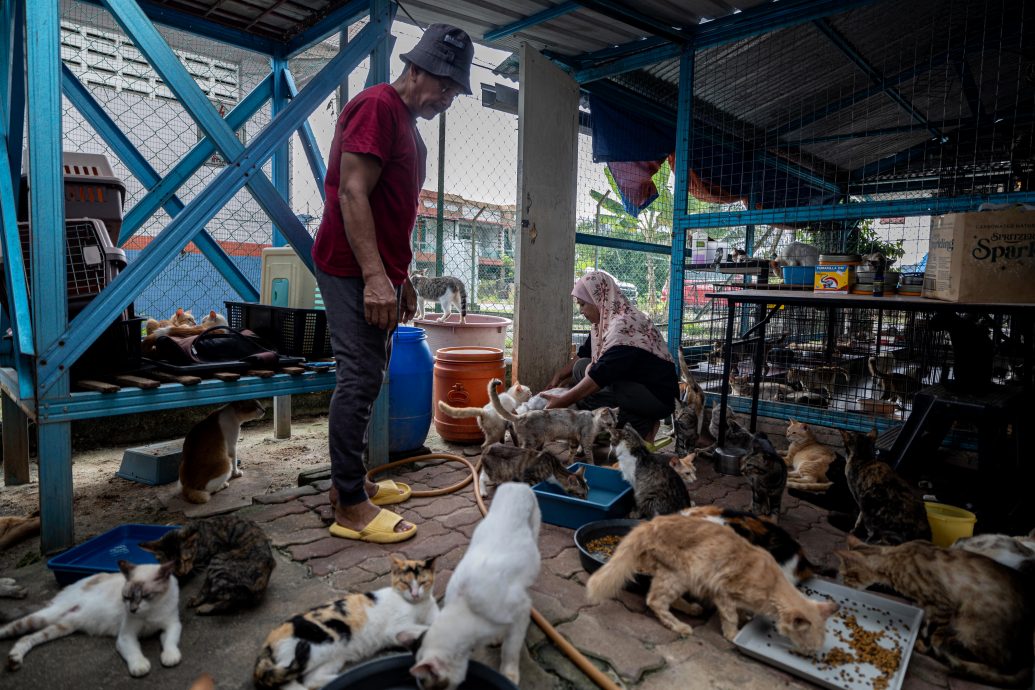 从抗拒到热爱 收养逾150只 退休夫妻成流浪猫守护者