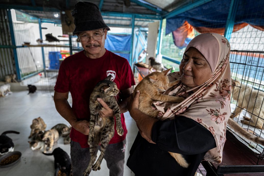 从抗拒到热爱 收养逾150只 退休夫妻成流浪猫守护者