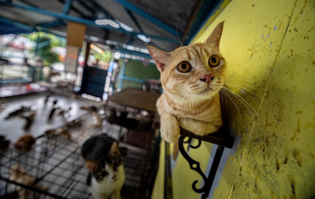 从抗拒到热爱 收养逾150只 退休夫妻成流浪猫守护者