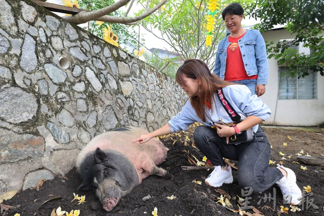 供星洲网:半岛心旅行:融合历史与现代的半日游 来万茂新村体验“新村三宝”