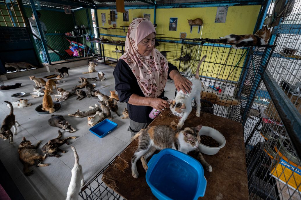 全国版／暖势力／马新社译稿／由讨厌变成爱护 老夫妻收容逾百只流浪猫