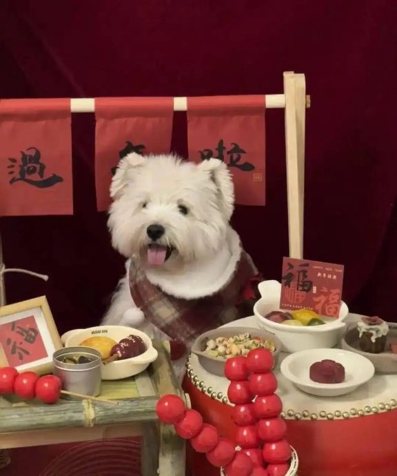 吃得比主人还豪！中国掀宠物年夜饭热潮