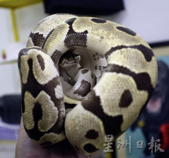 宠物界新晋网红，宠物蛇你敢养吗 ？